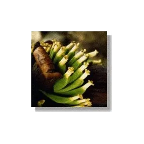 Esencias africanas Korte -...