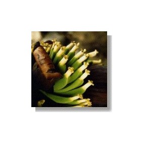 Korte African Essences - Banane 15 ml