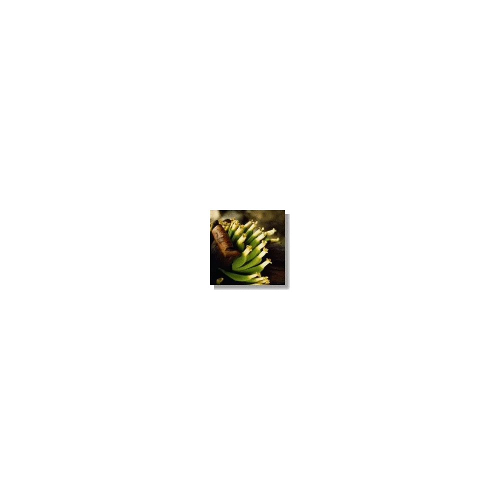 African Essences Korte - Banana 15 ml
