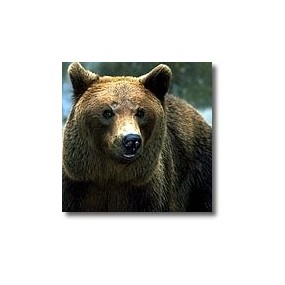 Korte animal essences - Bear 15 ml