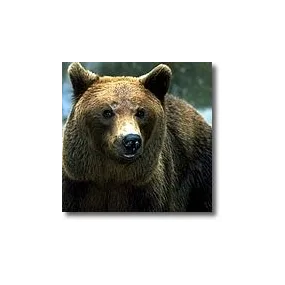 Tieressenzen Korte - Bär 15 ml