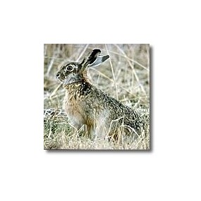 Korte animal essences - Hare 15 ml