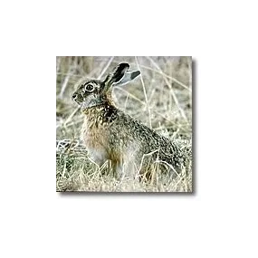 Korte Animal Essences -...