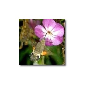 Animal Essences Korte - Moth 15 ml
