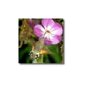 Animal Essences Korte - Papillon 15 ml