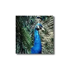 Kurze Tieressenzen - Pfau...