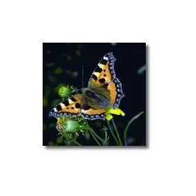 Essences animales - Papillon 15 ml