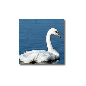 Korte animal essences - Swan 15 ml