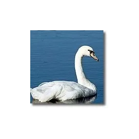 Korte Tieressenzen - Schwan...