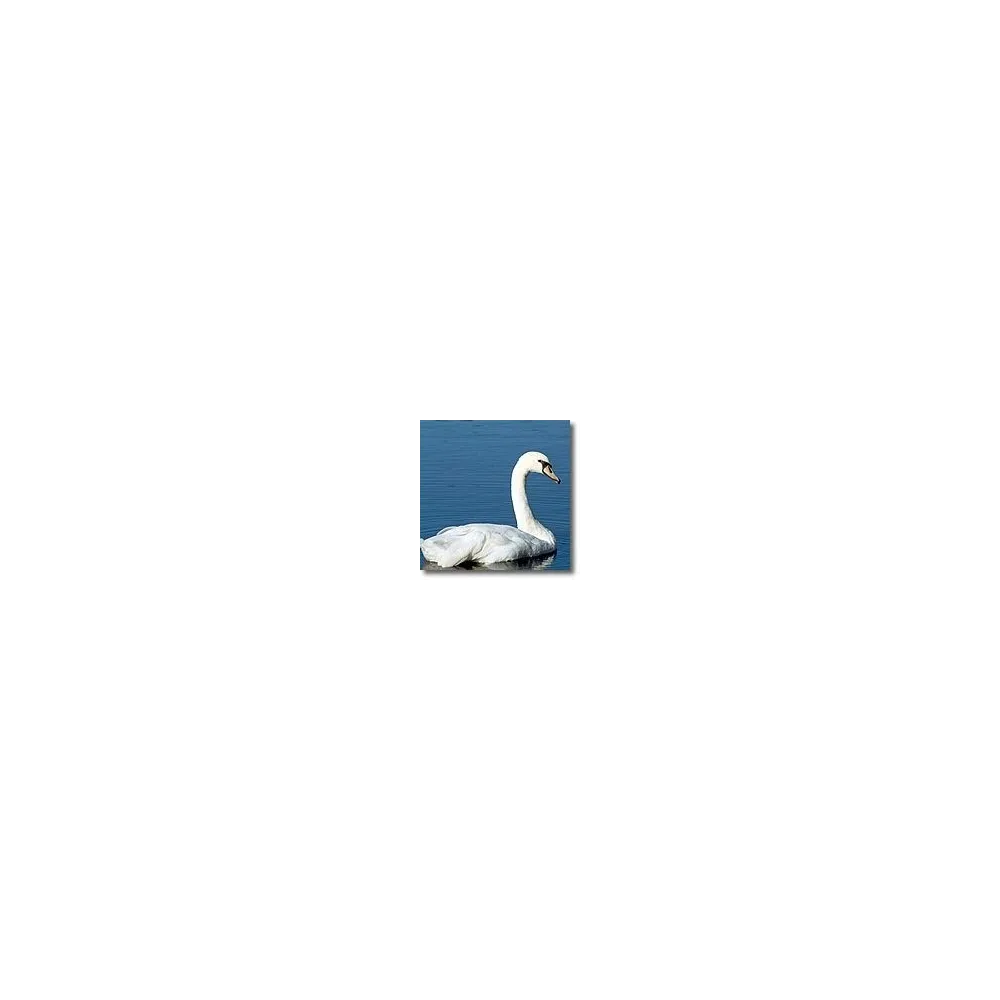 Esencias animales cortas - Cisne 15 ml