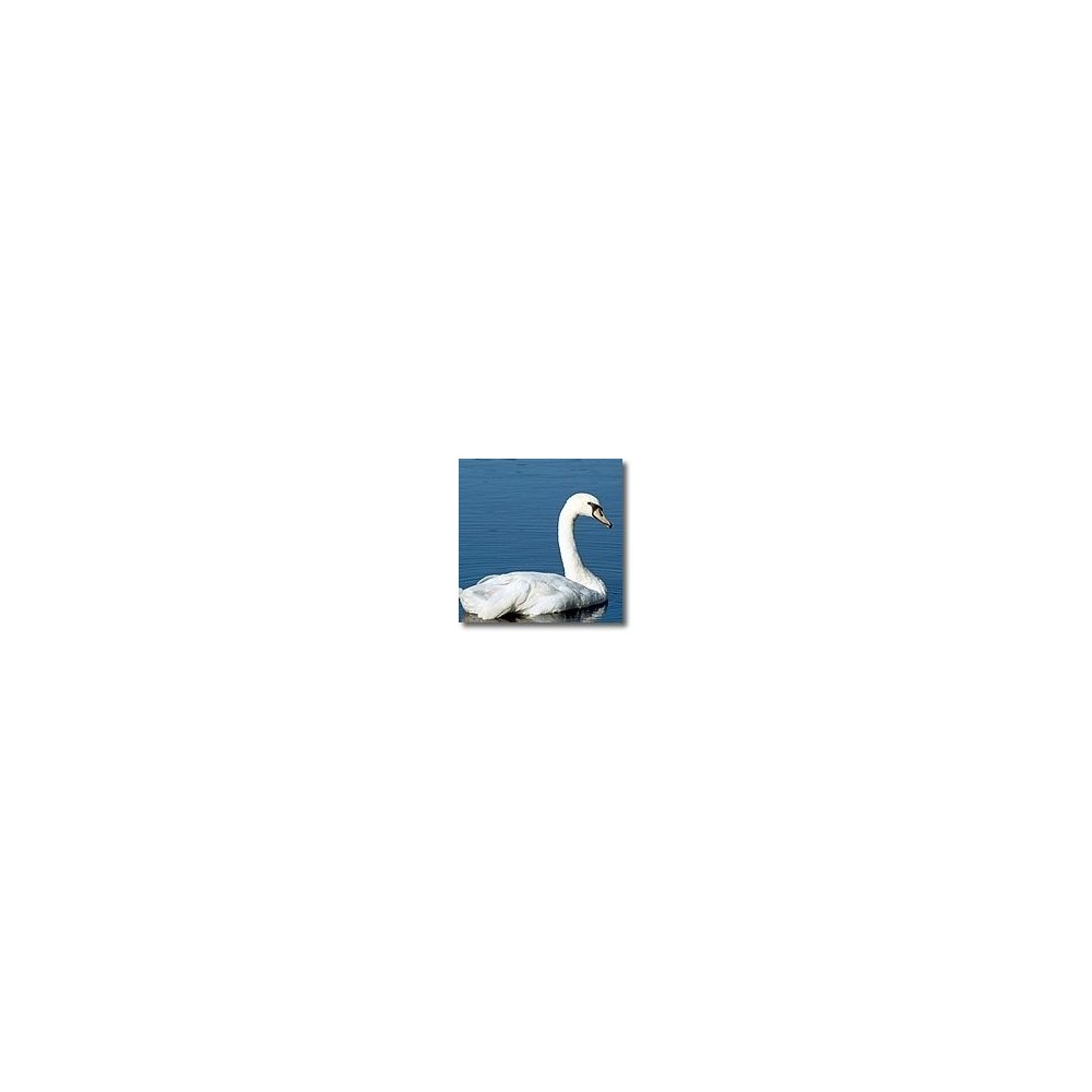 Korte animal essences - Swan 15 ml