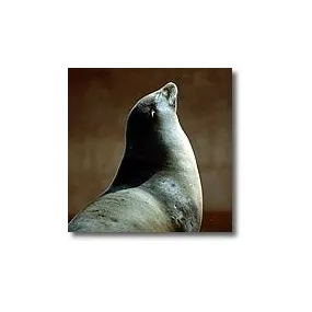 Korte Essences animales -...