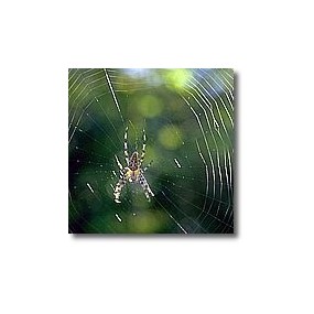 Kurze Tieressenzen - Spinne 15 ml