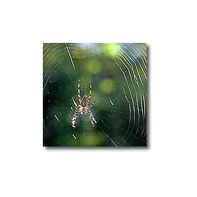 Kurze Tieressenzen - Spinne...