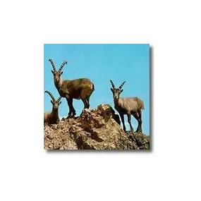 Esencias animales cortas -...