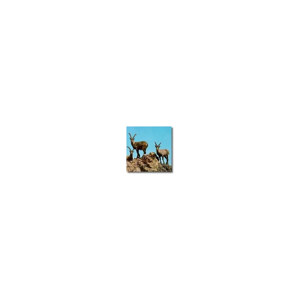 Esencias animales cortas - Ibex 15 ml