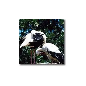 Essences animales Korte -...