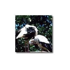 Korte animal essences - Stork 15 ml