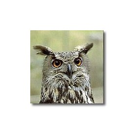 Korte animal essences - Owl...