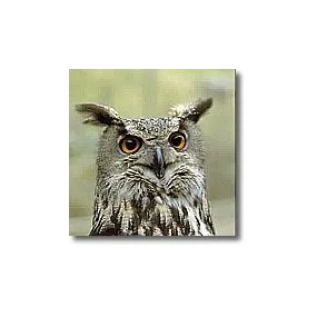 Korte animal essences - Owl...