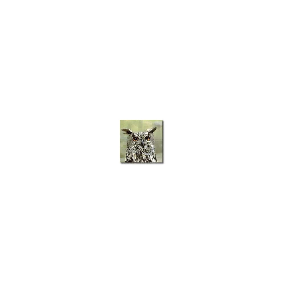 Esencias animales cortas - Búho 15 ml