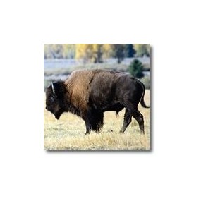 Essences animales Korte - Bison 15 ml