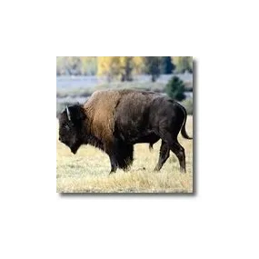 Essences animales Korte -...