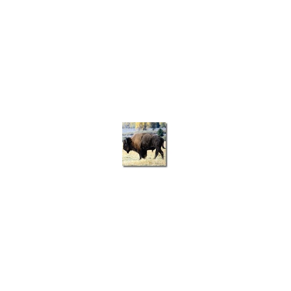 Essences animales Korte - Bison 15 ml