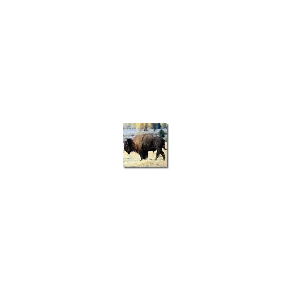 Korte Tieressenzen - Bison 15 ml