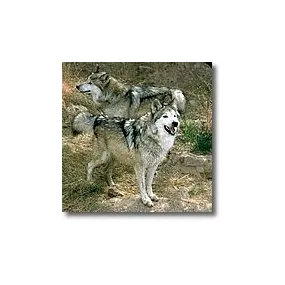 Korte Animal Essences -...