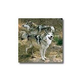 Korte animal essences - Wolf 15 ml