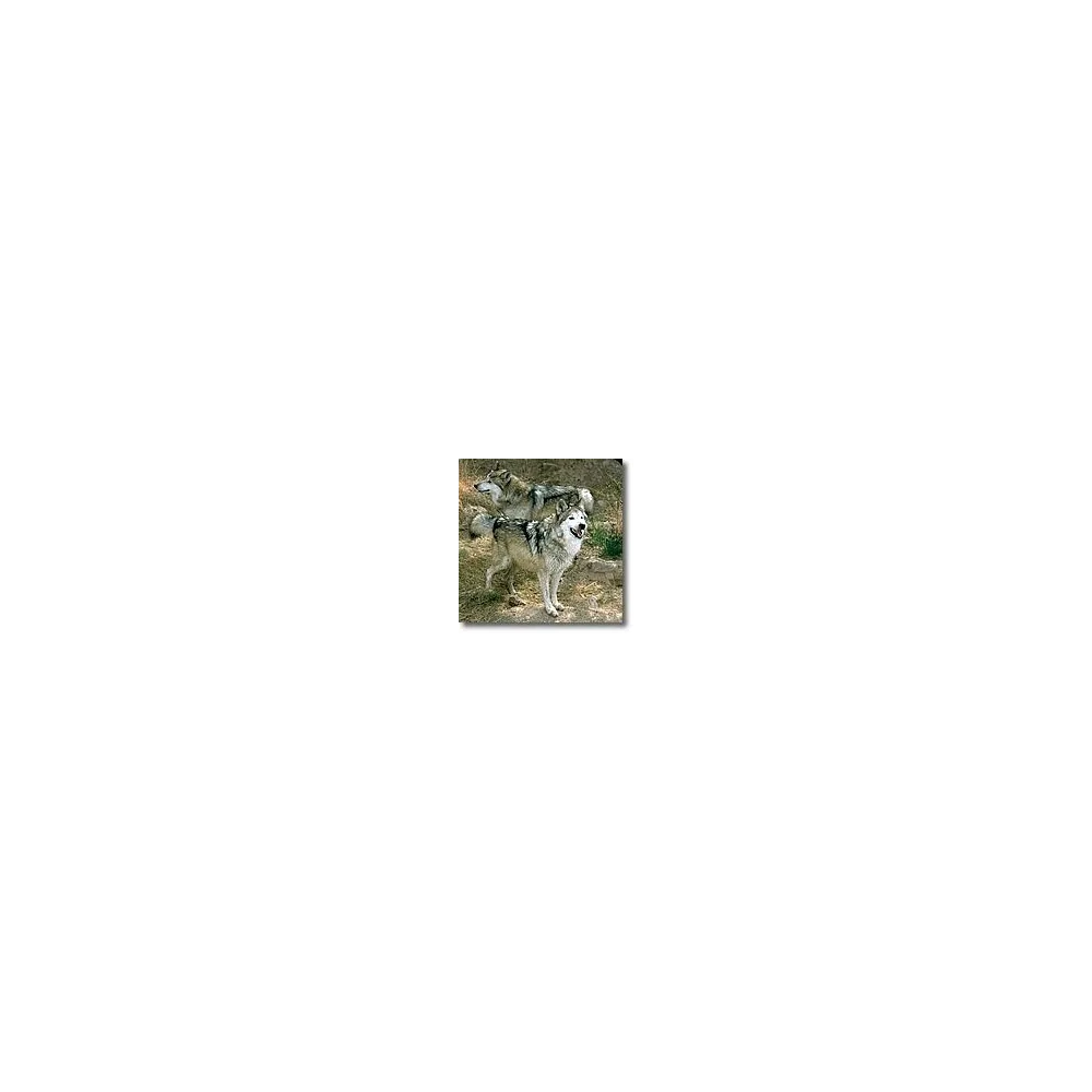 Korte Tieressenzen - Wolf 15 ml