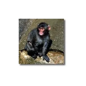 Animal Essences Korte -...