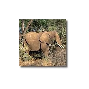 Korte Animal Essences -...