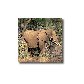 Korte animal essences - Elephant 15 ml