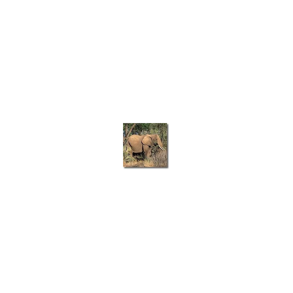 Esencias animales cortas - Elefante 15 ml