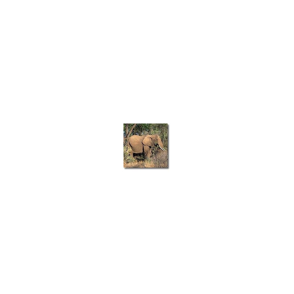 Korte animal essences - Elephant 15 ml