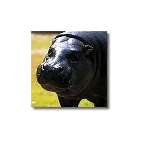 Korte Animal Essences -...