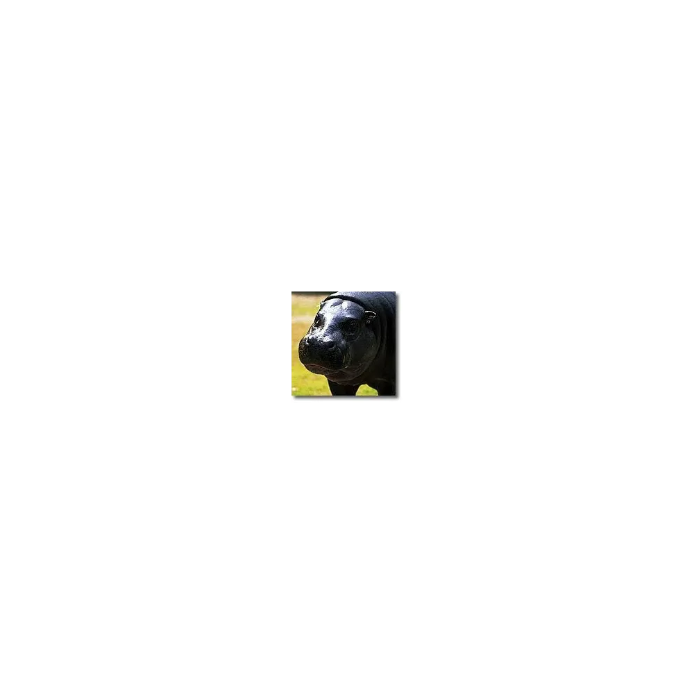 Essences animales Korte - Hippopotame 15 ml