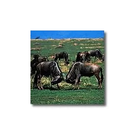 Korte Tieressenzen - Gnu 15 ml