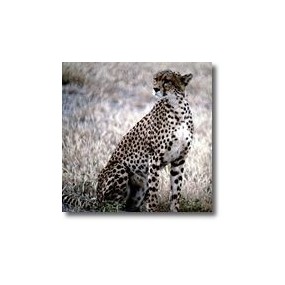Kurze Tieressenzen - Leopard 15 ml