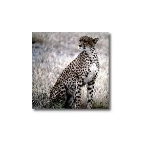 Kurze Tieressenzen - Leopard 15 ml