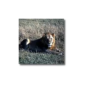 Animal Essences Korte -...