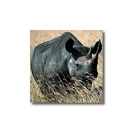 Korte animal essences - Rhinoceros 15 ml