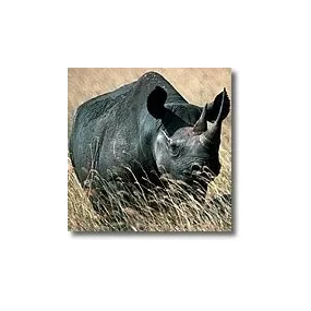 Korte animal essences -...