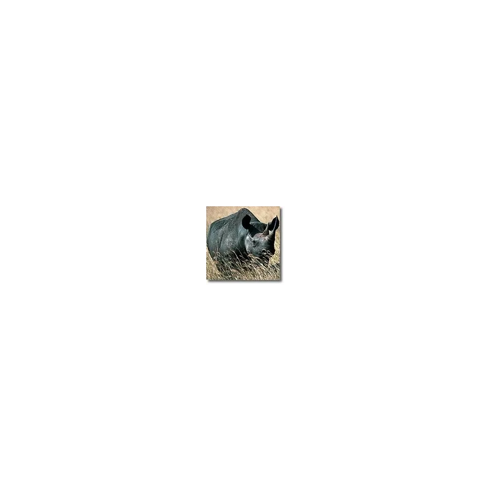 Essences animales Korte - Rhinocéros 15 ml