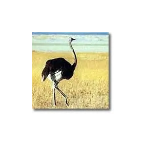 Korte Animal Essences -...