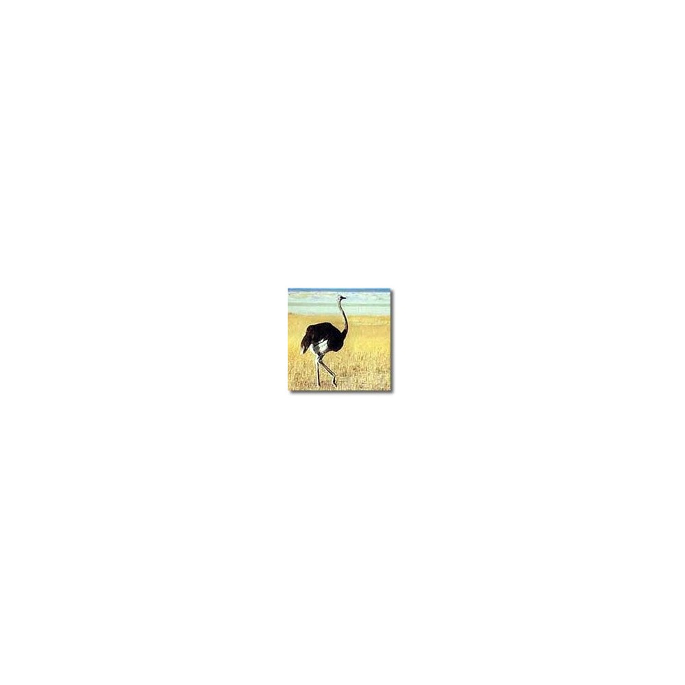 Essences animales Korte - Autruche 15 ml