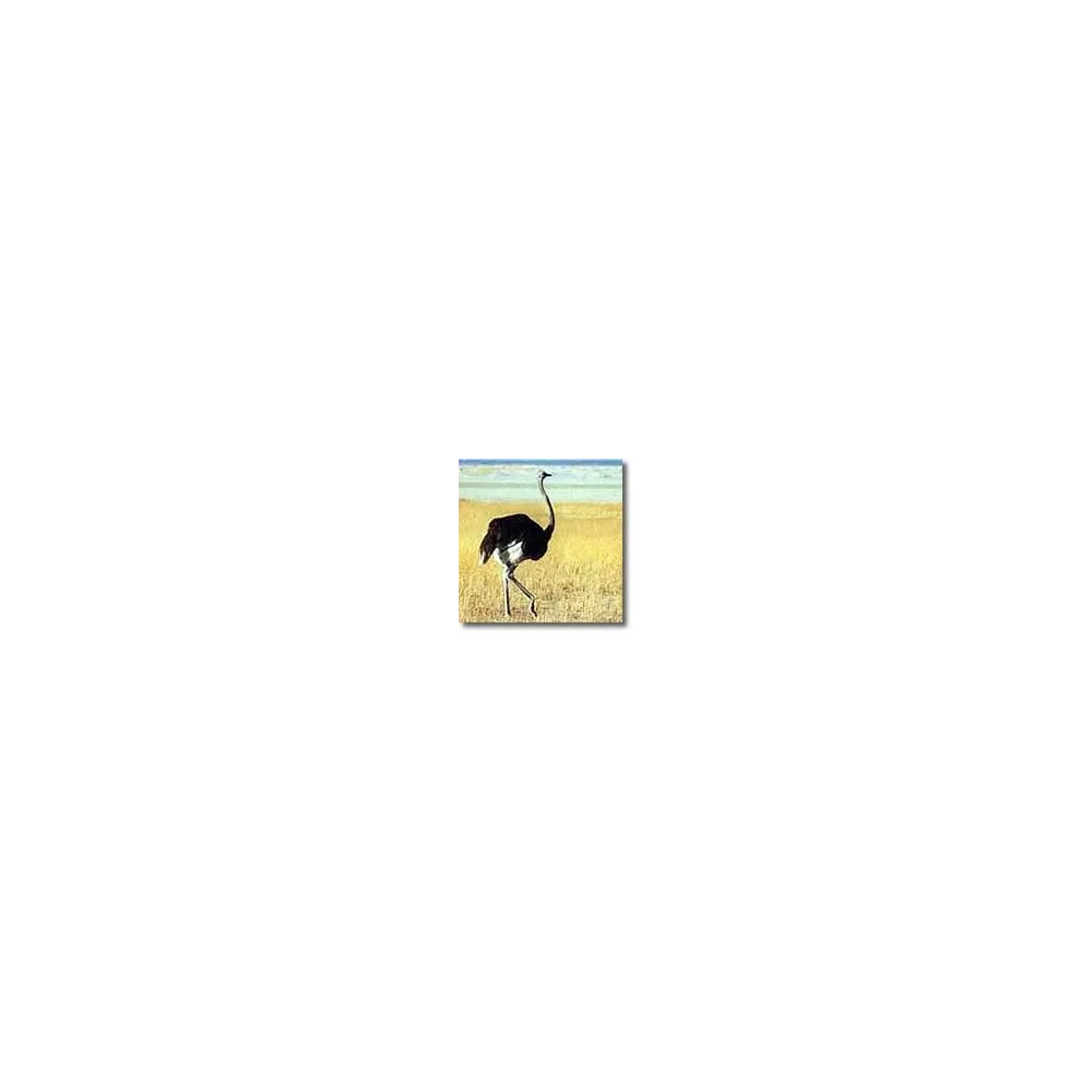 Essences animales Korte - Autruche 15 ml