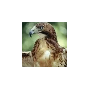 Tieressenzen Korte - Adler...